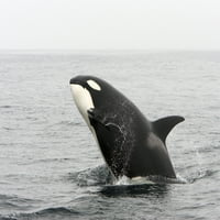 Преходни китове за убийство, нарушавайки Монтерей Бей, Калифорния. Печат на плакати от VWPICS Stocktrek Images