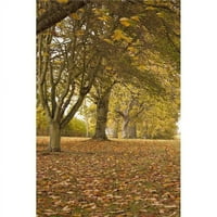 Posterazzi DPI Kelso Scottish Borders Шотландия - Дървета в есенния печат на плакати, 19