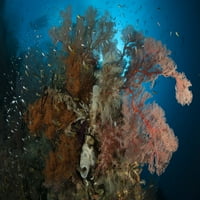 Reefscape с черен корал и фен на Горгонския море, Раджа Ампат, Индонезийски плакат
