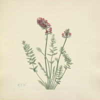 Американски диви цветя Появил окситроп плакат печат от Мери В. Уолкот