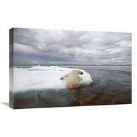 в. Полярна мечка, която се дърпа на ледена фло, залива на Уейджър, Канада Арт печат - Флип Никлин